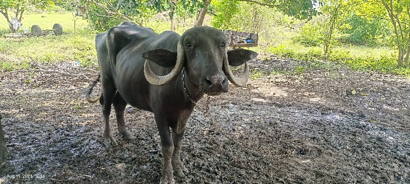 ભેંસ વેચવાની છે