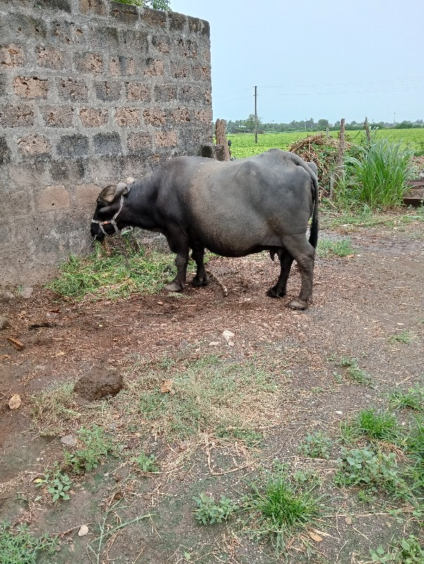 ભેંસ વેચવાની છે