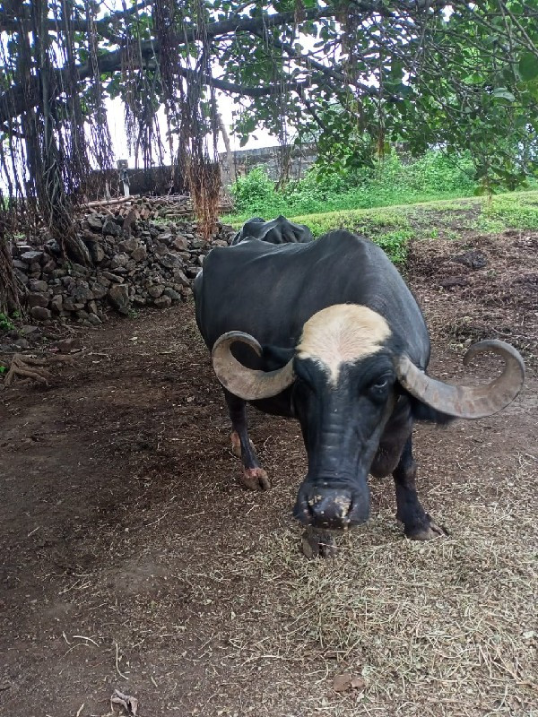 વેચવા ની છે