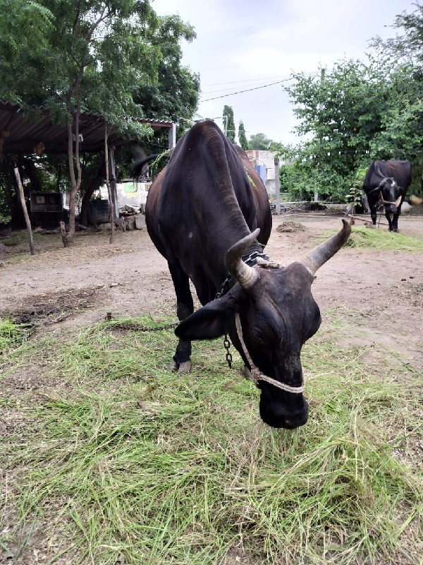 ગાય વેચવાની છે