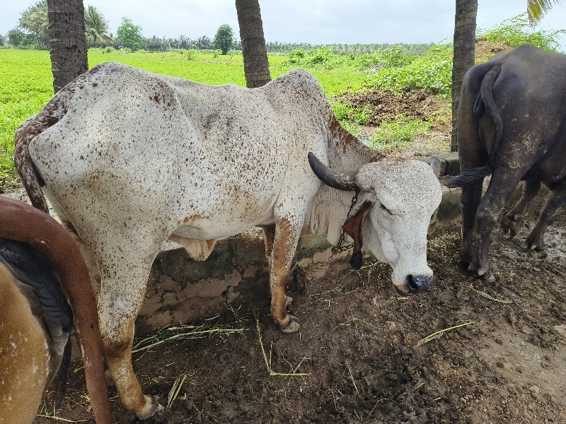 ગાય વેચવાની છે