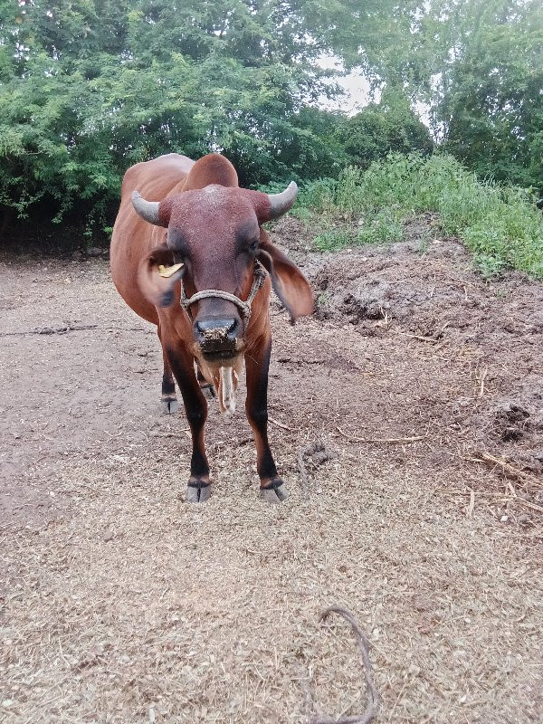 હોડકી વેચવા ની...