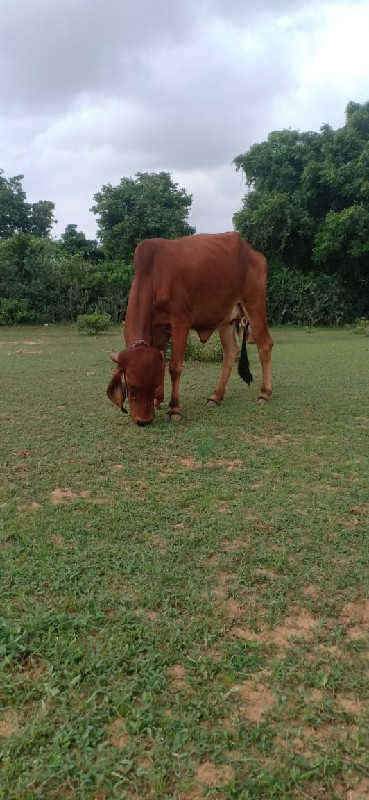 ઑડકીપૅલુવૅતર