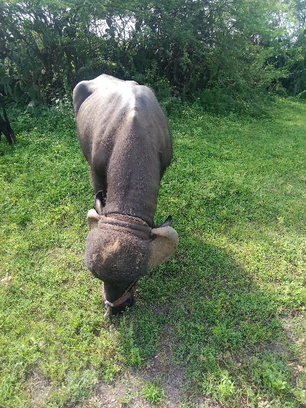 પાડો વેશવાનો છે