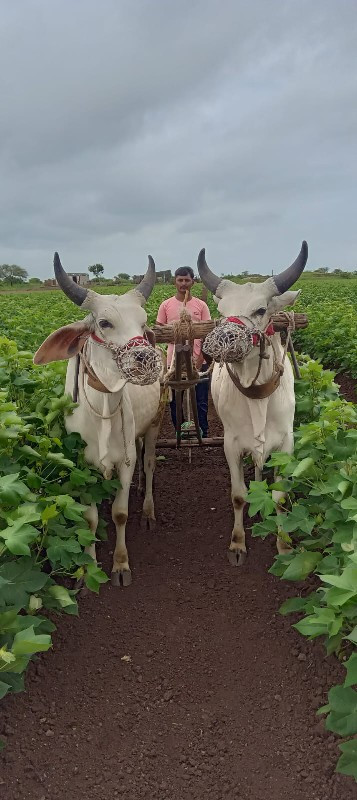 એક  વેચવાના છે....