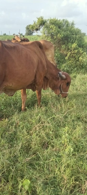 ગીર ગાય orignal