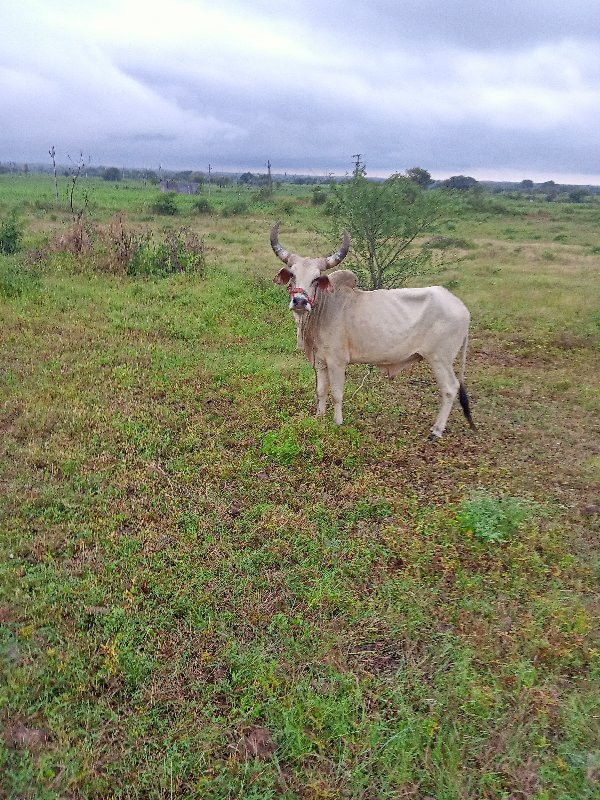 ગોઢલો વેચવા નો...