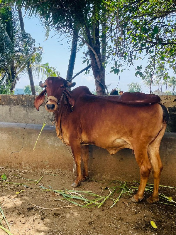 ગાય વેચવાની છે.