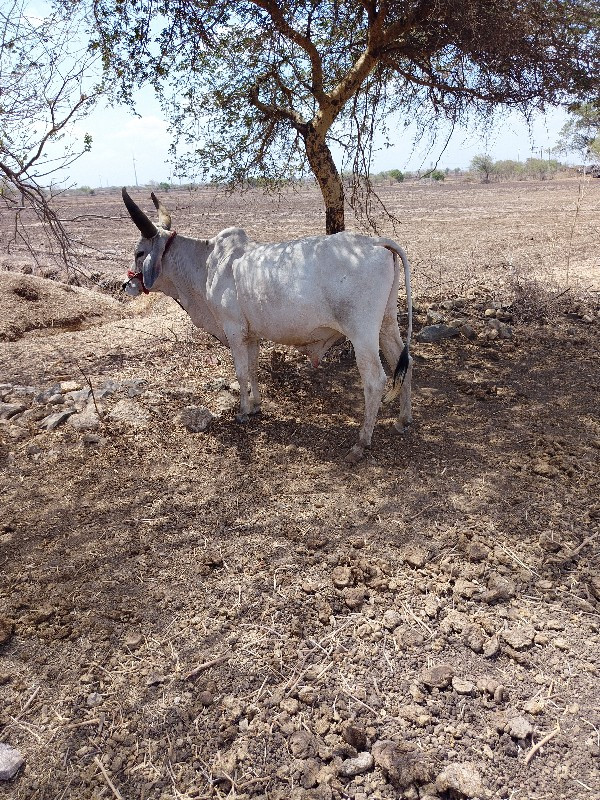 ઘોડલો વેચવાનો છ...