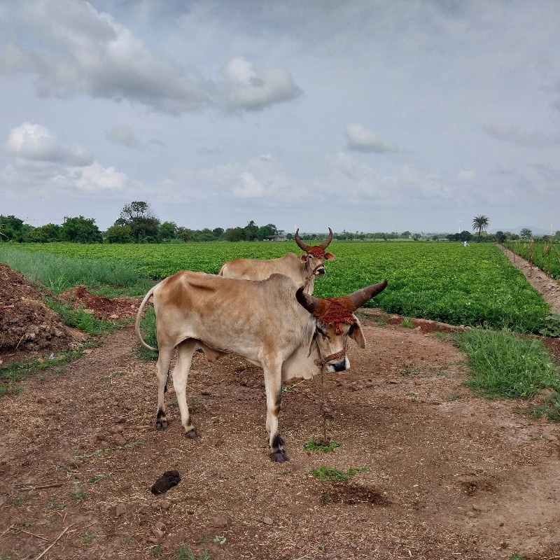 ગોઢલા વેચવાના છ...