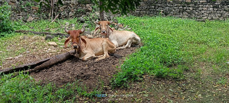 ગોઢલા વેચવાના છ...