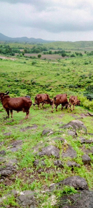 ત્રણ ગીર ગાયુ વ...