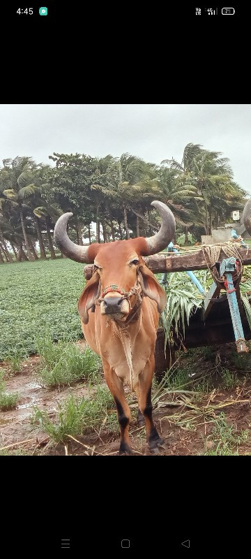 વેચવાનું છે