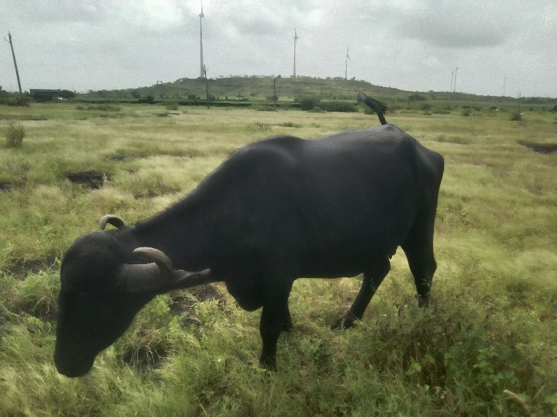 ભેંસ.વેચવાની