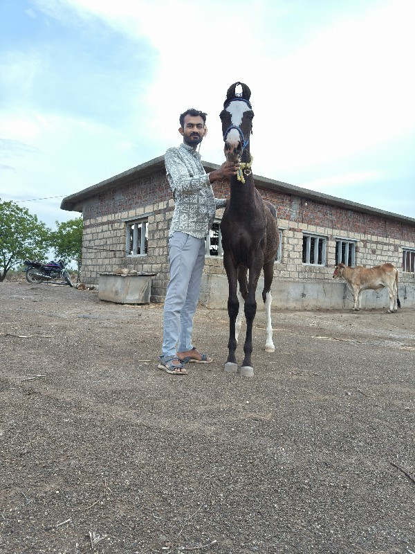 વશેરી વેચવાની છ...