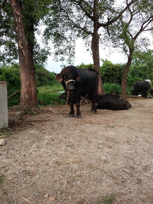 પાડો વેચવાનો છે