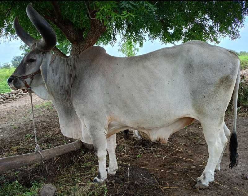 બળદ વેચવાનો છે