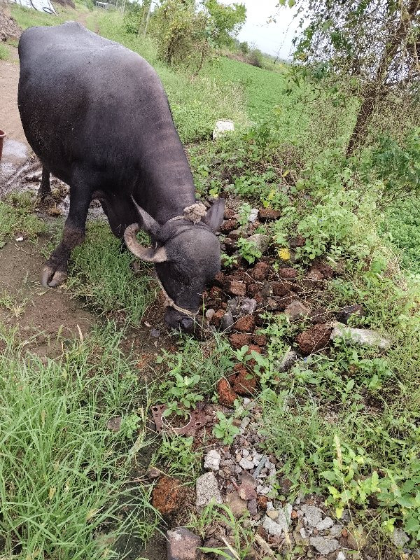 ભેશ વેચવા ની છે