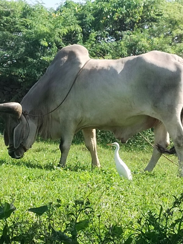 બળદ વેચવાનો છે