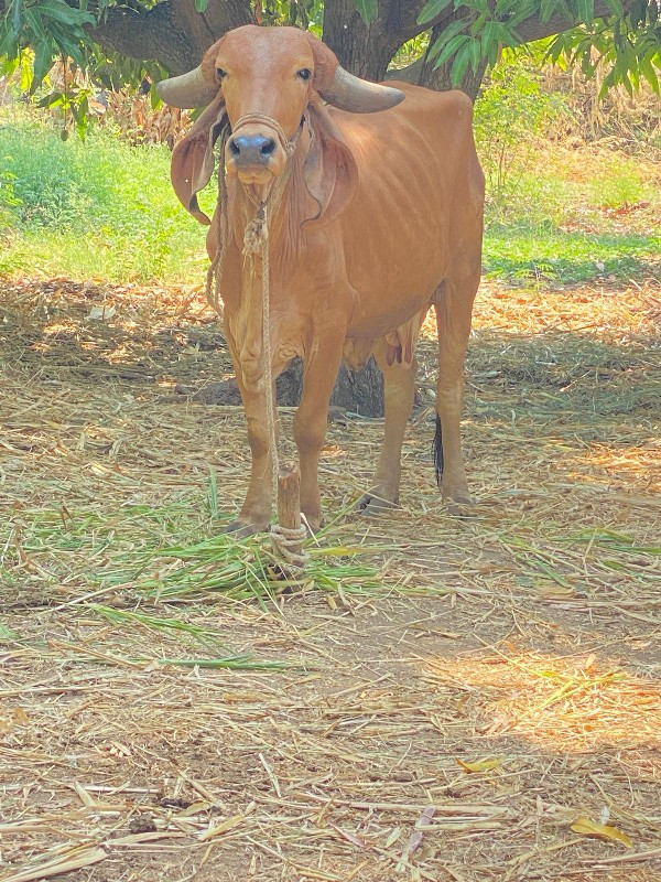 ગાય વેસવાની સે