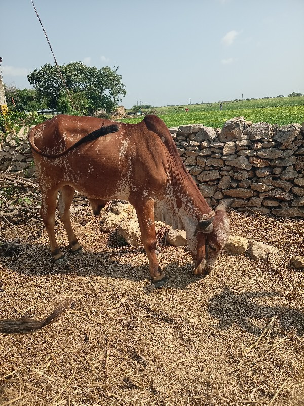 ગોઢલા વેચવાનો છ...