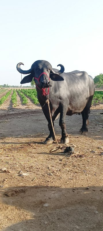 ભેંસ વેચવાની છે