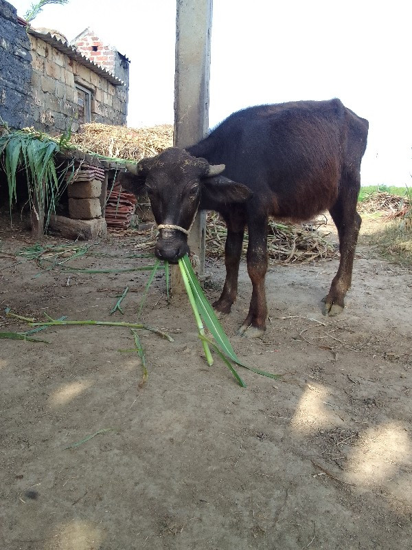 પાડી વેચવાની છે