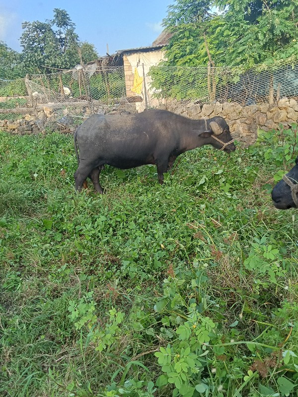 ભેસવેશવાની બીજુ...