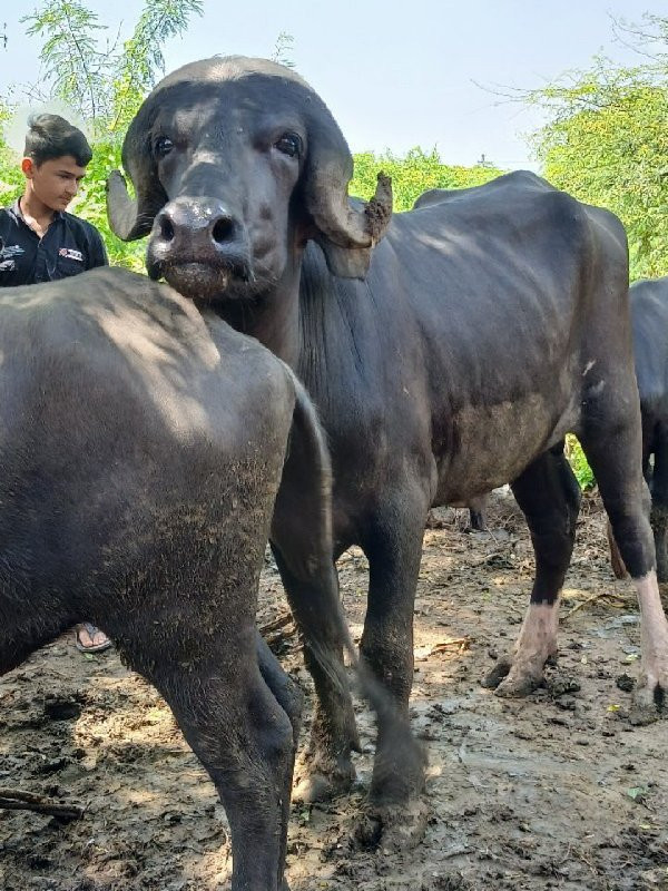 પાડો વેચવાનો છે