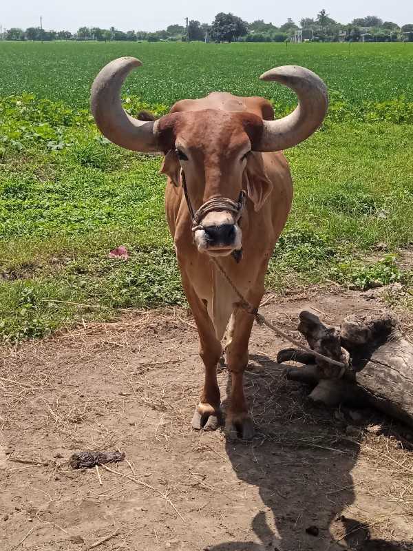 બળદ. વેશવાનોસે