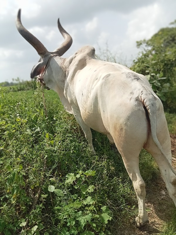 બળદ વેચવાના છે