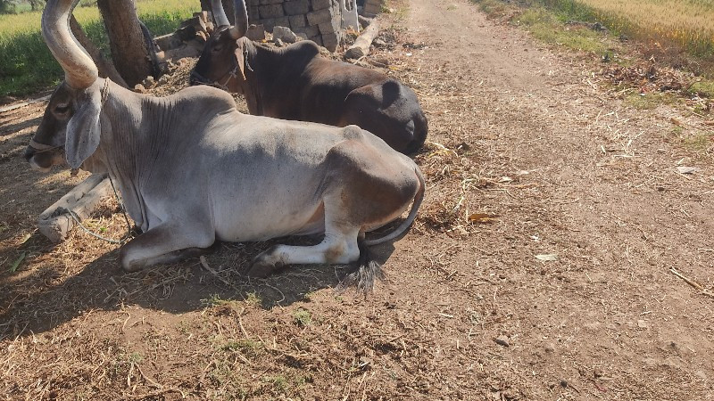 બળદ વેસવાના છે