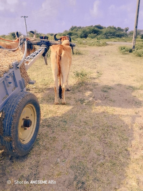 બધા ફોટા નાખેલી...