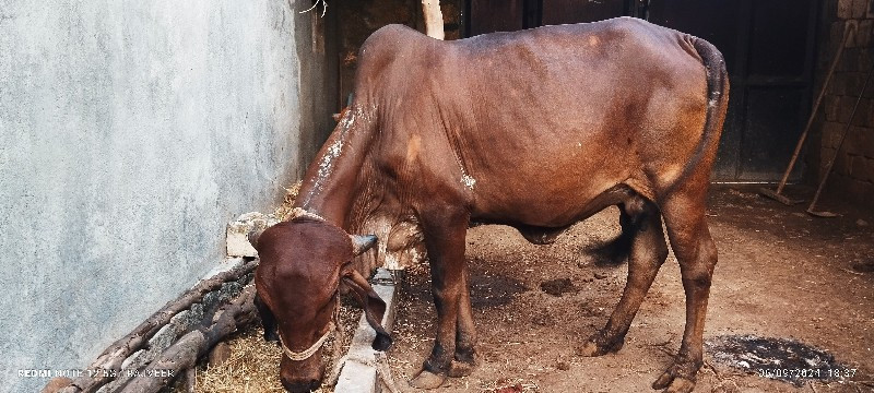 ગીર હોડકી વેચવા...