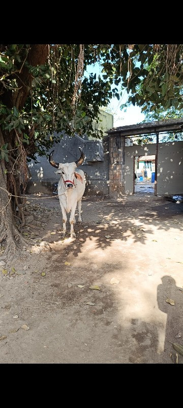 બળદ વેચવા નો છે