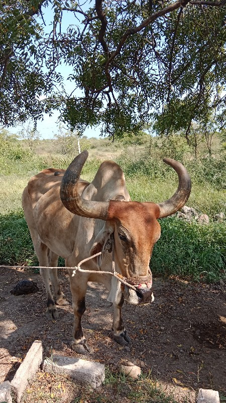 બળદ વેચવાના‌ છે