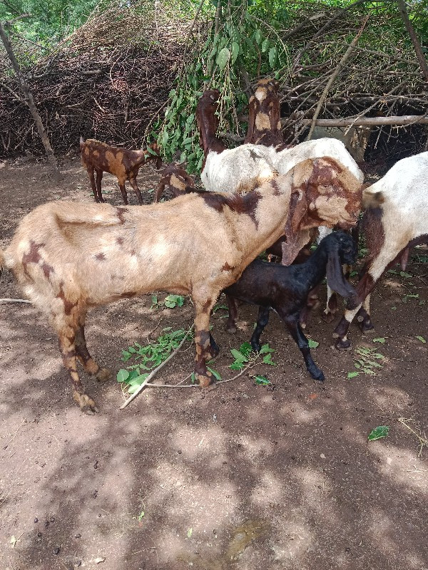 આ રાજસ્થાની બકર...