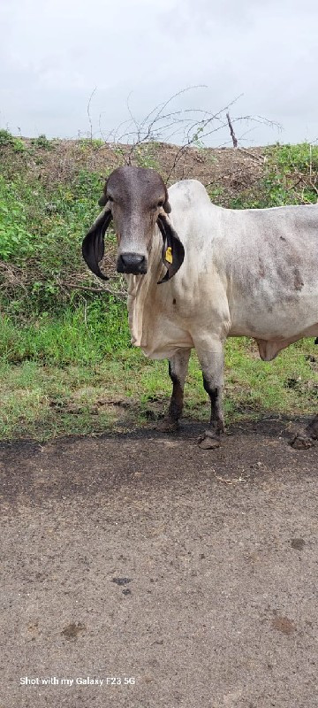 ઓરિજનલ લીલડી ગી...