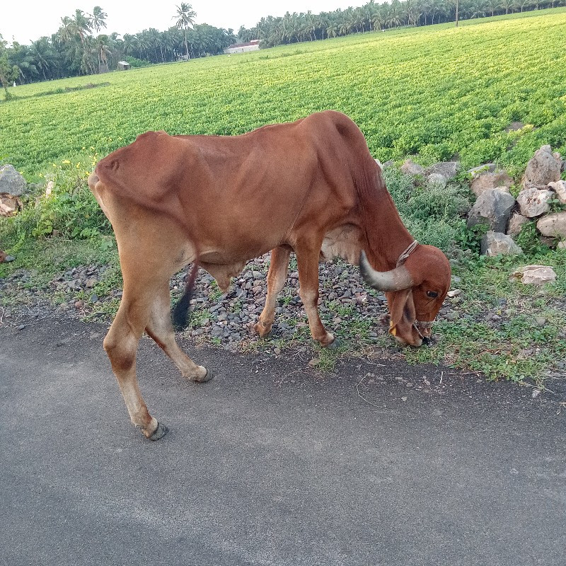 બળદ