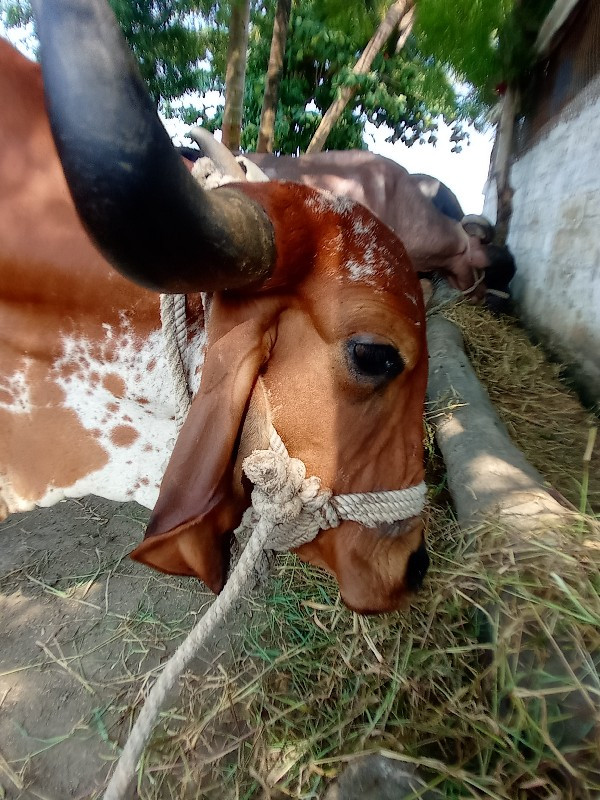 ગીર ગાય વેચવાની...