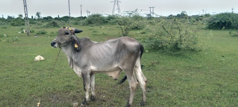 ઠાલા ફોર