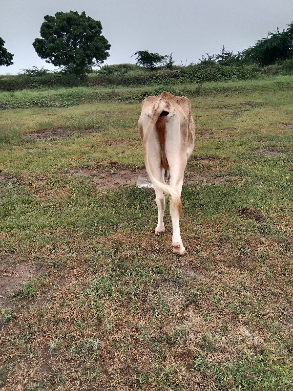 ઘોડીઅથવા ઘોડોહા...