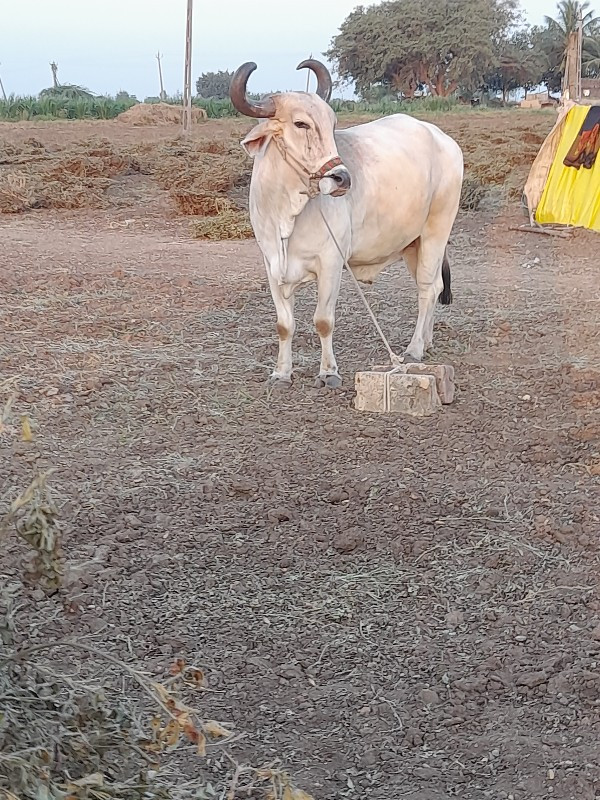 બળદ વેસવાનો સે