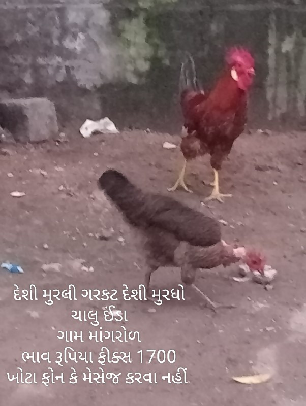 કબુતર વેચવાના છ...