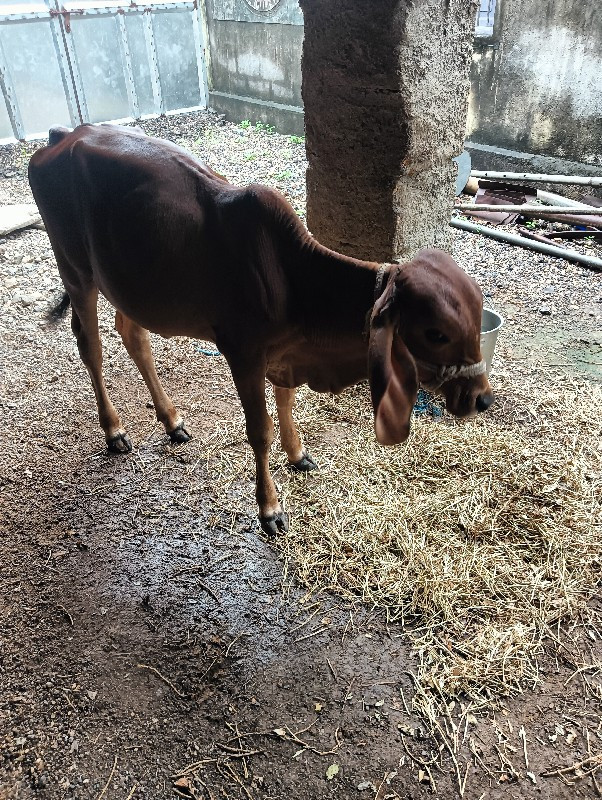 વાસડીવેસવાનીસે