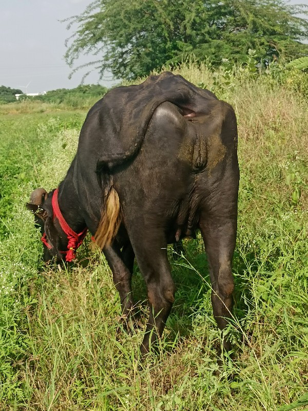 ખડીયા વેચવાના છ...