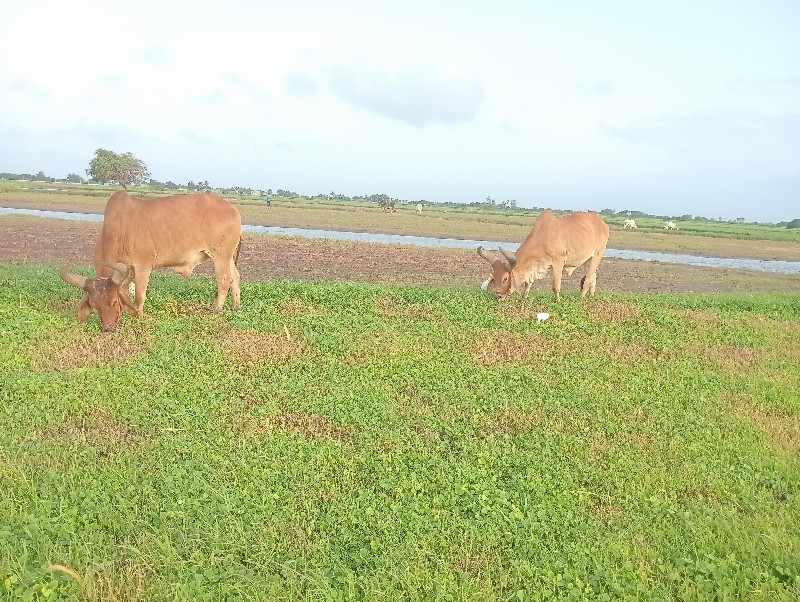 આ ગોઢલા વેચવાના...