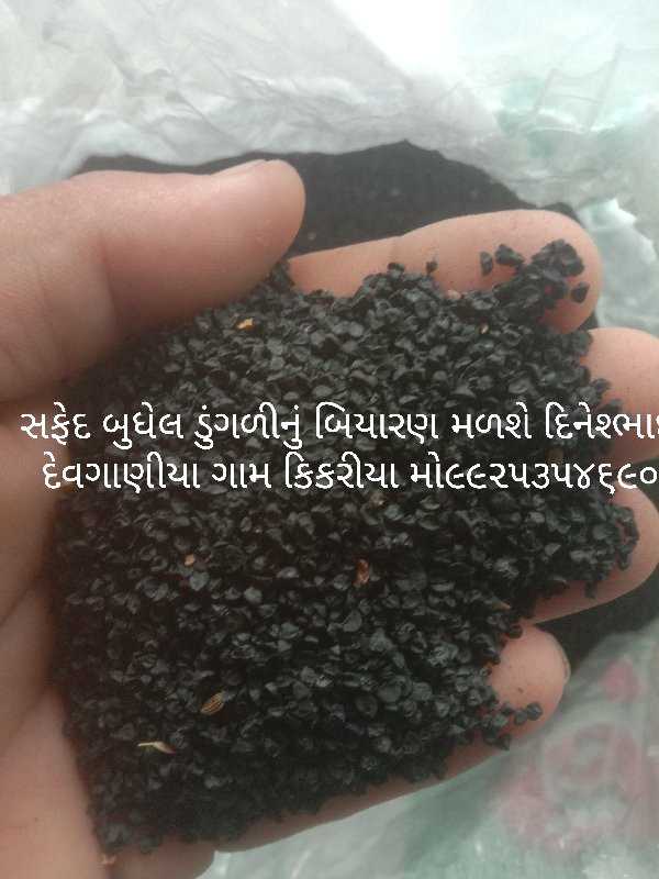 ડુગળી બીયારણ