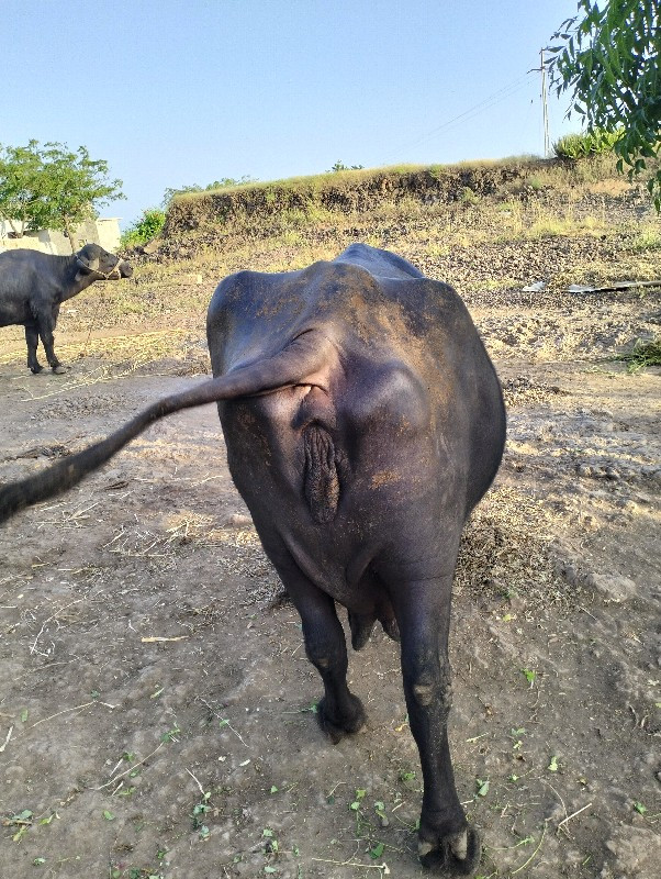 ૩ વેતર વાયે ૨ દ...