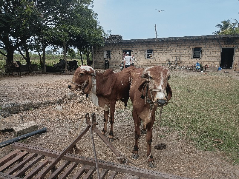 ગોઢલા